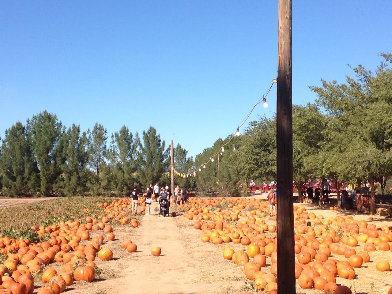 Tres hectáreas de calabazas, laberintos de maíz, carreras de cerdos, paseos en tren, contacto con animales, música en vivo, comida y mini golf son parte de algunas atracciones.