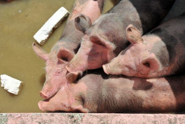 Estos cerditos son todos unos sobrevivientes a las inundaciones, y ahora vagan en las aún inundadas calles de Bosnia.