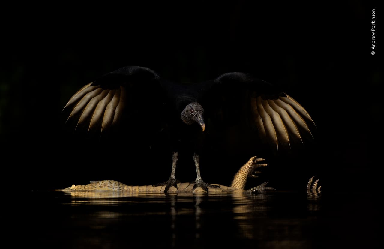 Alas de oscuridad, de Andrew Parkinson (Reino Unido), ganó la mención de honor en la categoría Retratos de animales.
<br>
<br>Inmortalizó a un buitre negro sobre el cadáver de un yacaré en los humedales del Pantanal, en Brasil.
<br>
<br>Cuando Andrew vio a este buitre, supo que era una oportunidad que no podía dejar escapar. Mantuvo la embarcación a distancia y utilizó un teleobjetivo largo para encuadrar lo que él percibía como «la naturaleza amenazante» del ave. Fuera del encuadre, un jaguar aguardaba para sacar al yacaré del agua.
<br>
<br>Una vez que el buitre se alejó volando, el jaguar reclamó su botín. Fue entonces cuando Andrew observó «una herida recta y sospechosamente limpia» en la parte posterior de la cabeza del yacaré, posiblemente causada por el impacto de una embarcación a gran velocidad.
<br>
<br>La fotografía fue tomada en el Parque Estatal Encuentro de las Aguas, Pantanal norte, Brasil.
<br>