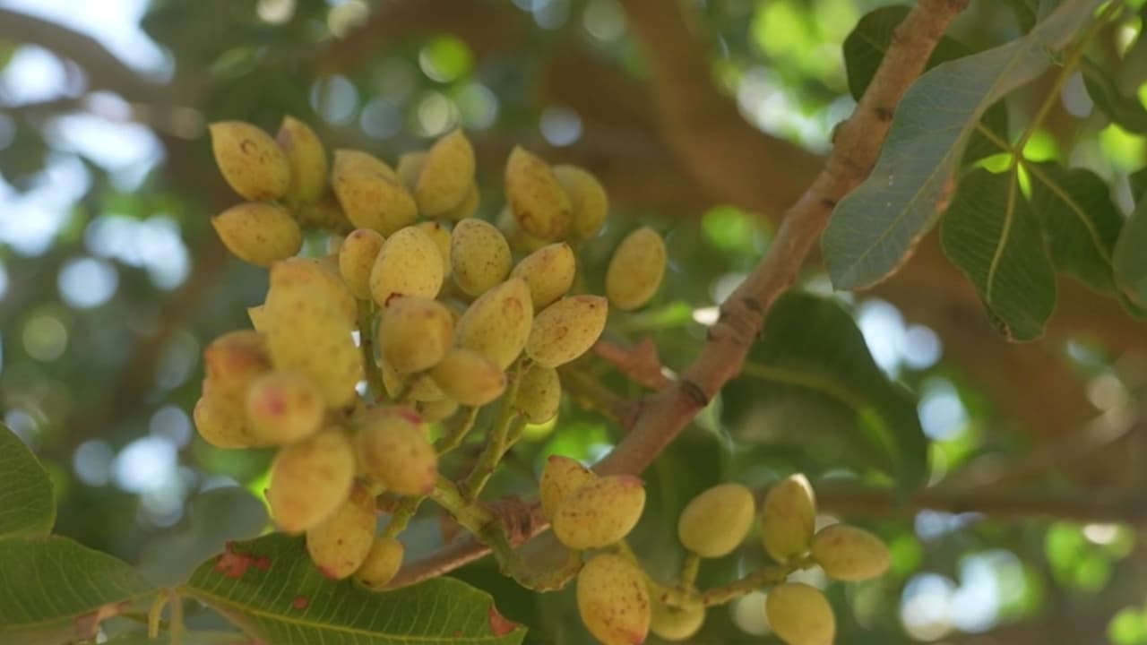 Ondas de calor adelantan la cosecha de pistacho en California y dejan millonarias pérdidas