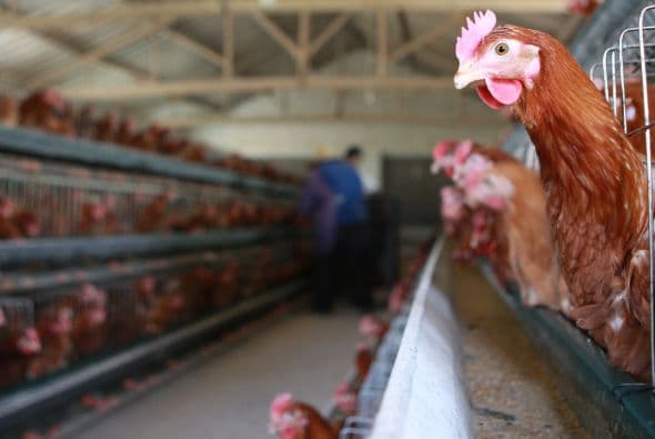 Para afirmar lo anterior, Kawaoka se base en el hecho de que los virus de la influenza aviar en la naturaleza necesitan apenas unos cuantos cambios para adaptarse a los humanos y provocar una pandemia.