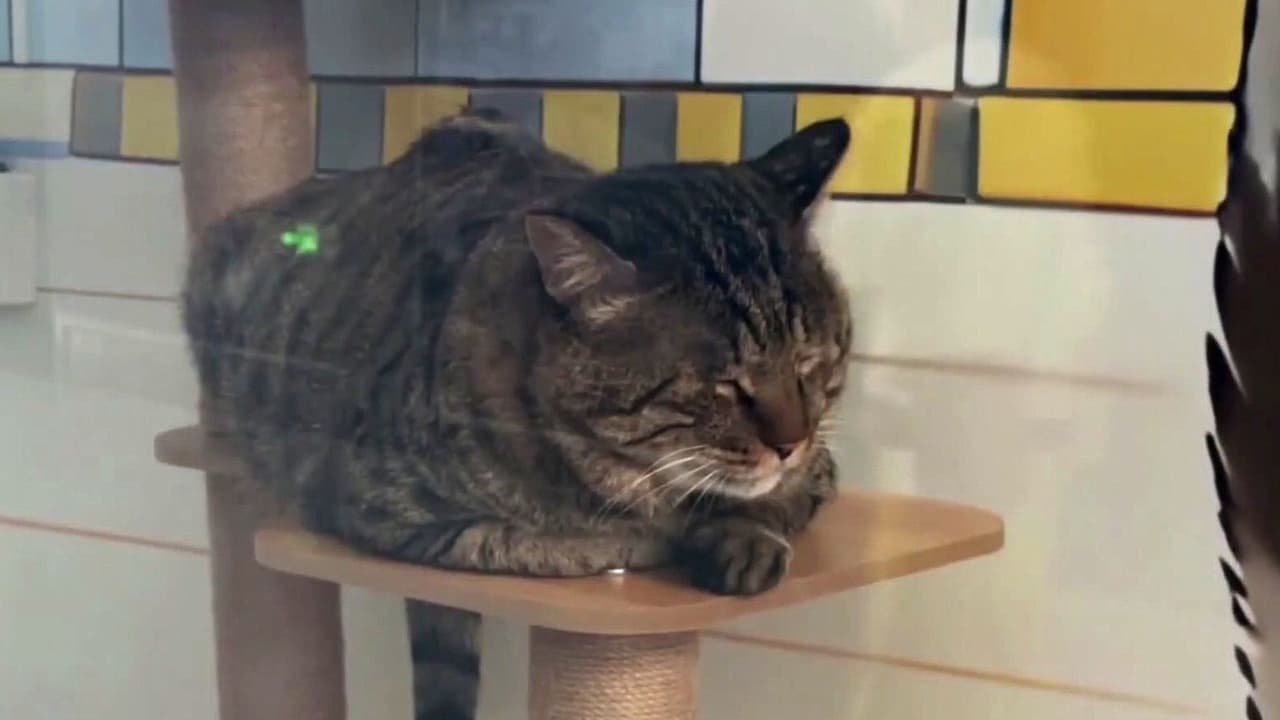 Un aeropuerto en China adoptó a tres gatos y ahora son sus empleados más populares