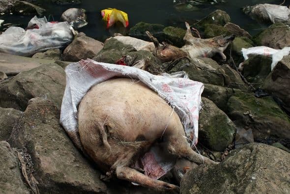 Las autoridades de Shanghai retiraron cerca de seis mil cerdos muertos del río Huangpu, una de las principales fuentes de agua corriente para esta ciudad china de 24 millones de habitantes. Ver toda la información