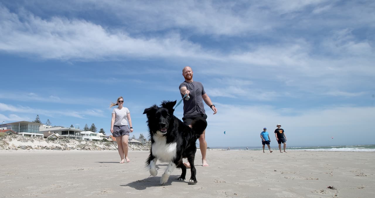 Los perros pueden sufrir ataques de pánico y si no estamos atentos puede que hasta se escapen de nuestros hogares mientras huyen asustados por el sonido de los juegos pirotécnicos. 
<br>