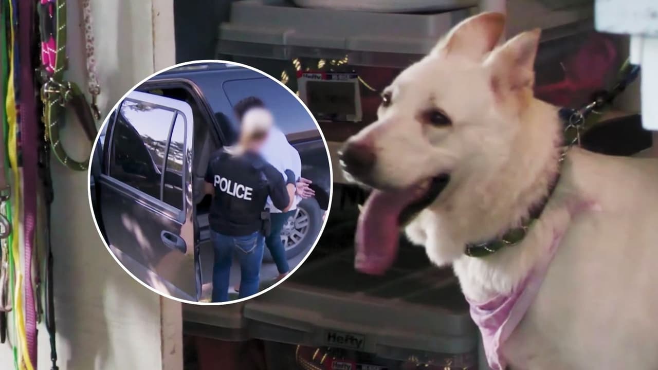 Familias inmigrantes abandonan mascotas en Tampa por miedo a ICE y detenciones