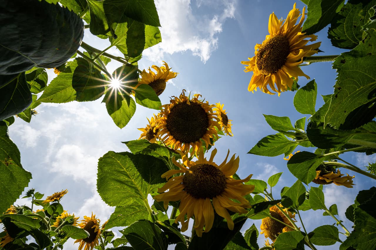 Habrá 10 tipos distintos de girasoles en todo el campo.