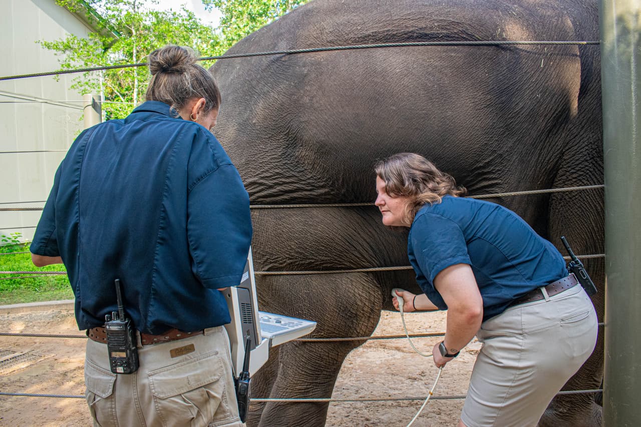 "
<b>Shanti es una madre experimentada y muy atenta con sus crías, a las que vigila de cerca. Los visitantes pueden ver a Shanti con sus dos pequeños, Nelson (4) y Joy (6), en el hábitat de los elefantes</b>", se lee en el comunicado del Zoológico de Houston. 
<br>