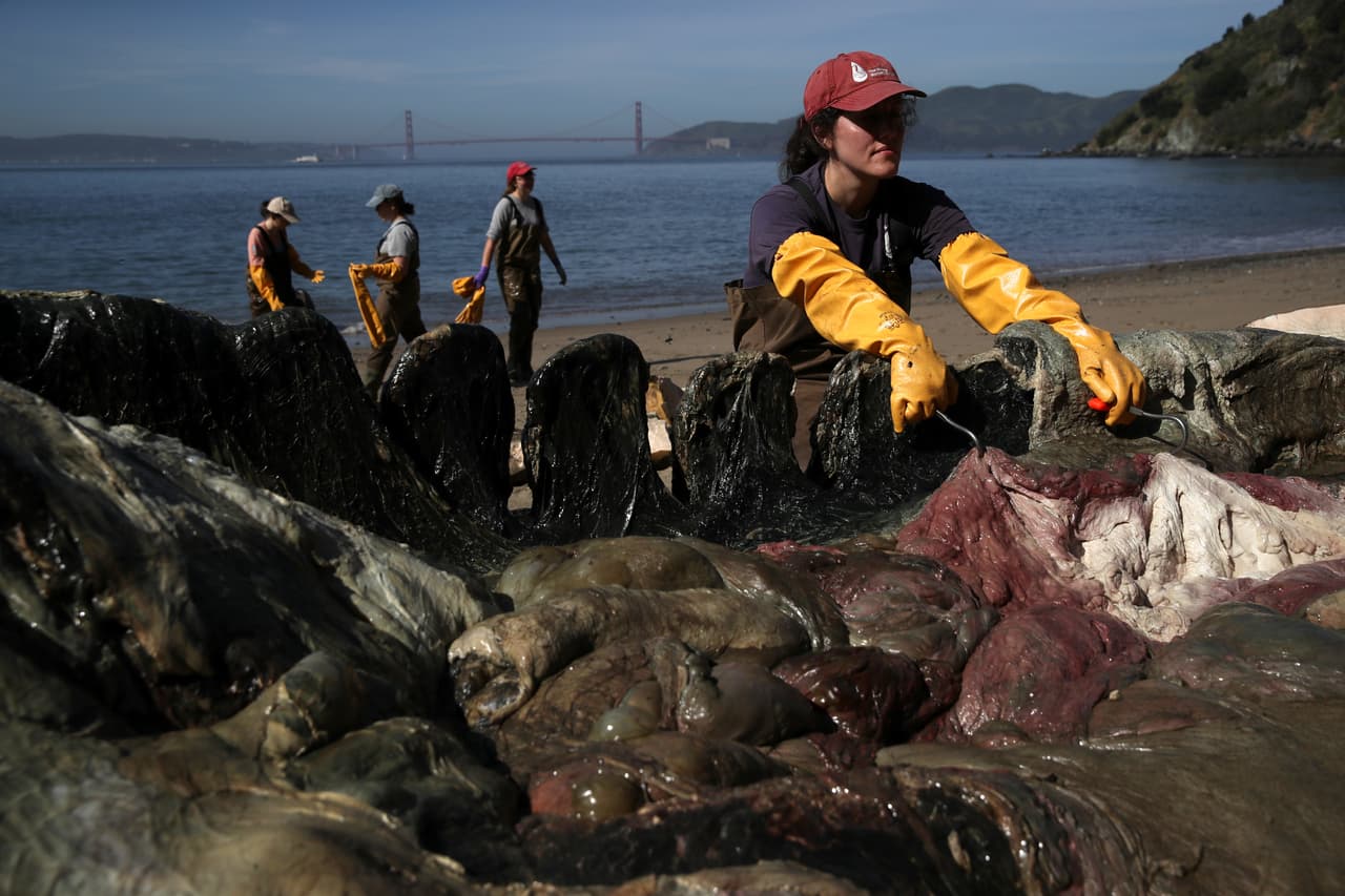 Sospechan que los mamíferos hambrientos están intentado encontrar alimento cerca de la costa antes de continuar su viaje, donde son vulnerables a ser golpeados por embarcaciones.