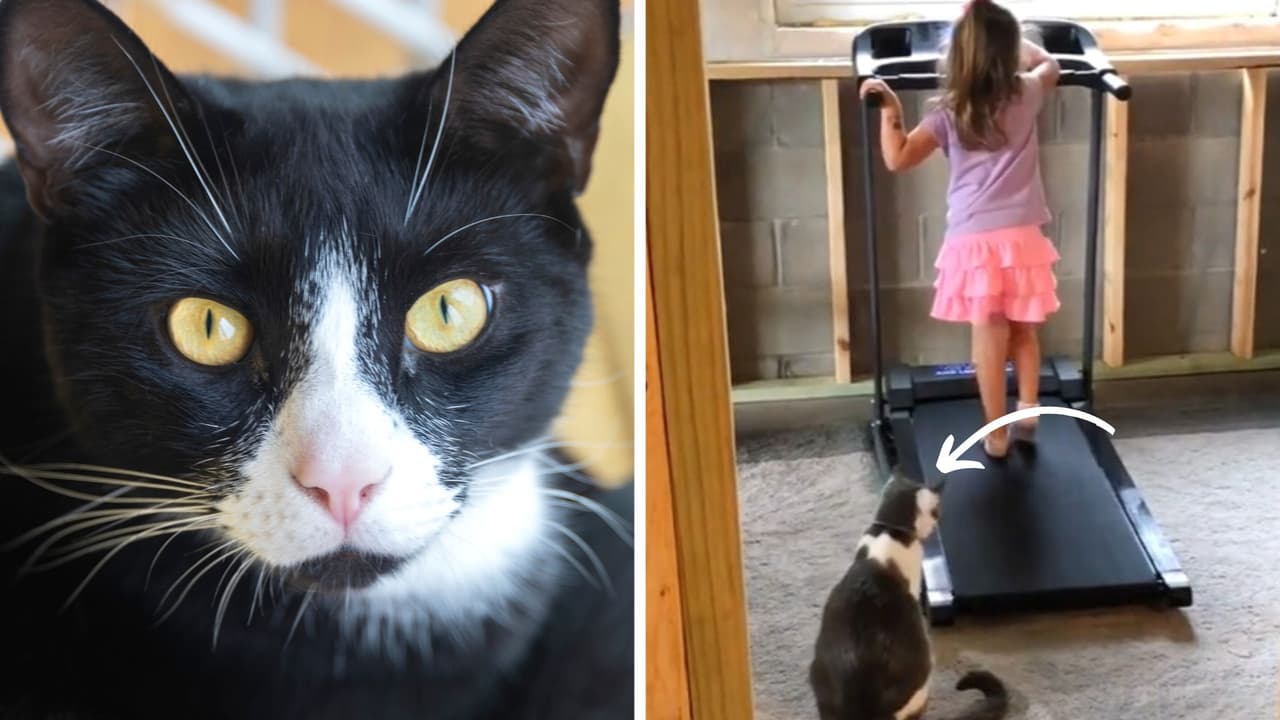 Niña enseña a su gatito a usar la caminadora y ahora ya no se quiere bajar de ahí: así lo hace