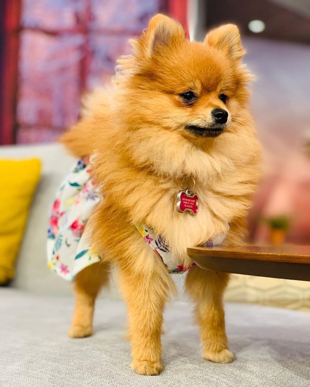 Derrochando estilo y belleza, con ustedes: 
<a href="https://www.univision.com/shows/despierta-america/bombom-desfilo-tres-looks-encantadores-al-estilo-de-los-perritos-del-fashion-week-de-nueva-york-video">Bombom</a>.