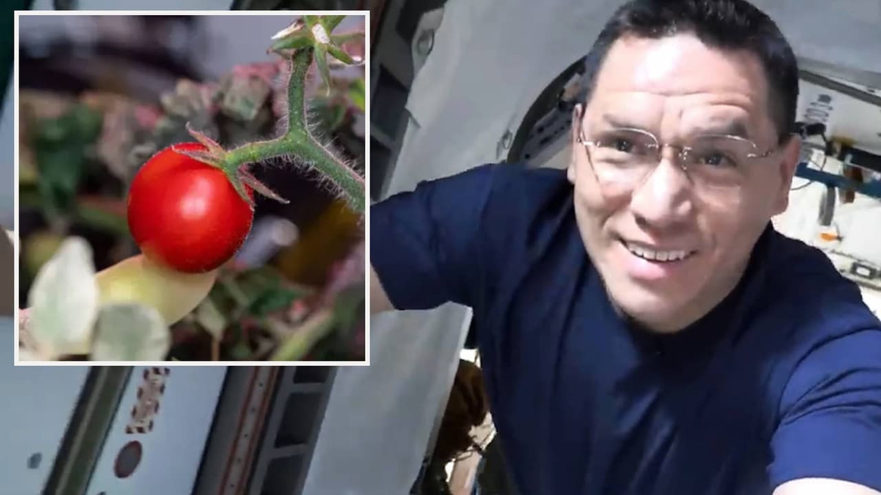 Hallan el tomate de Frank Rubio, el primero en ser cultivado en el espacio por el astronauta hispano