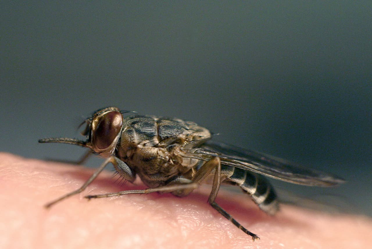 La tripanosomiasis africana es 100% mortal si no se detecta a tiempo, pues el parásito —transmitido por la picadura de la mosca tsetsé— invade el cerebro.