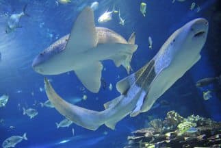 Una mujer embarazada se lanza al mar para salvar a su marido del ataque de un tiburón