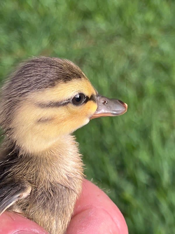 Las autoridades dijeron que alguien pidió ayuda después de ver a una mamá pato paseando por Farrindon Circle cerca de un desagüe.
<br>