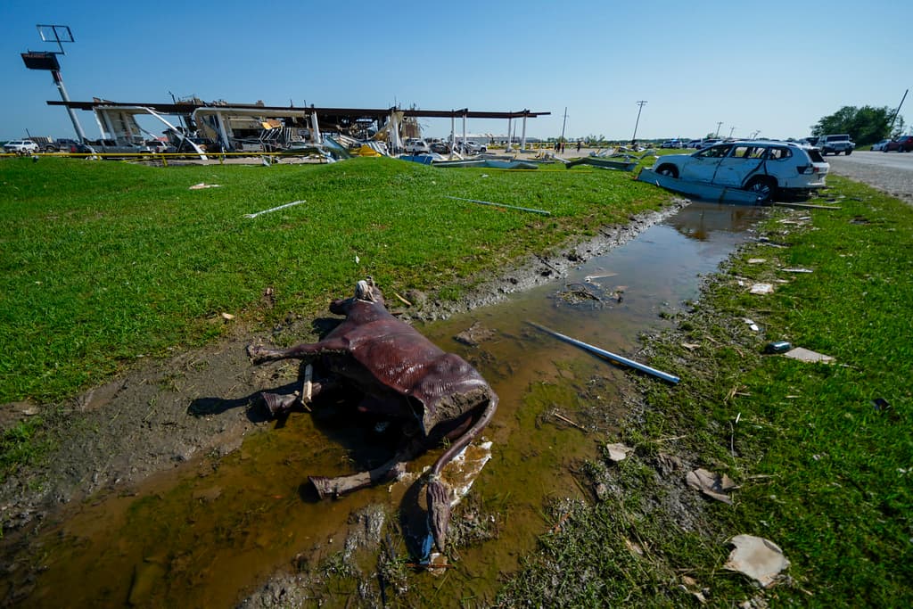 El de la foto es 
<b>un toro decorativo </b>que el tornado arrancó de algún lugar en Valley View. Se informó que 
<b><a href="https://www.univision.com/local/dallas-kuvn/rescatan-a-decenas-de-animales-perdidos-despues-de-los-tornados-en-el-norte-de-texas-video" target="_blank">animales reales murieron</a></b> durante la emergencia.