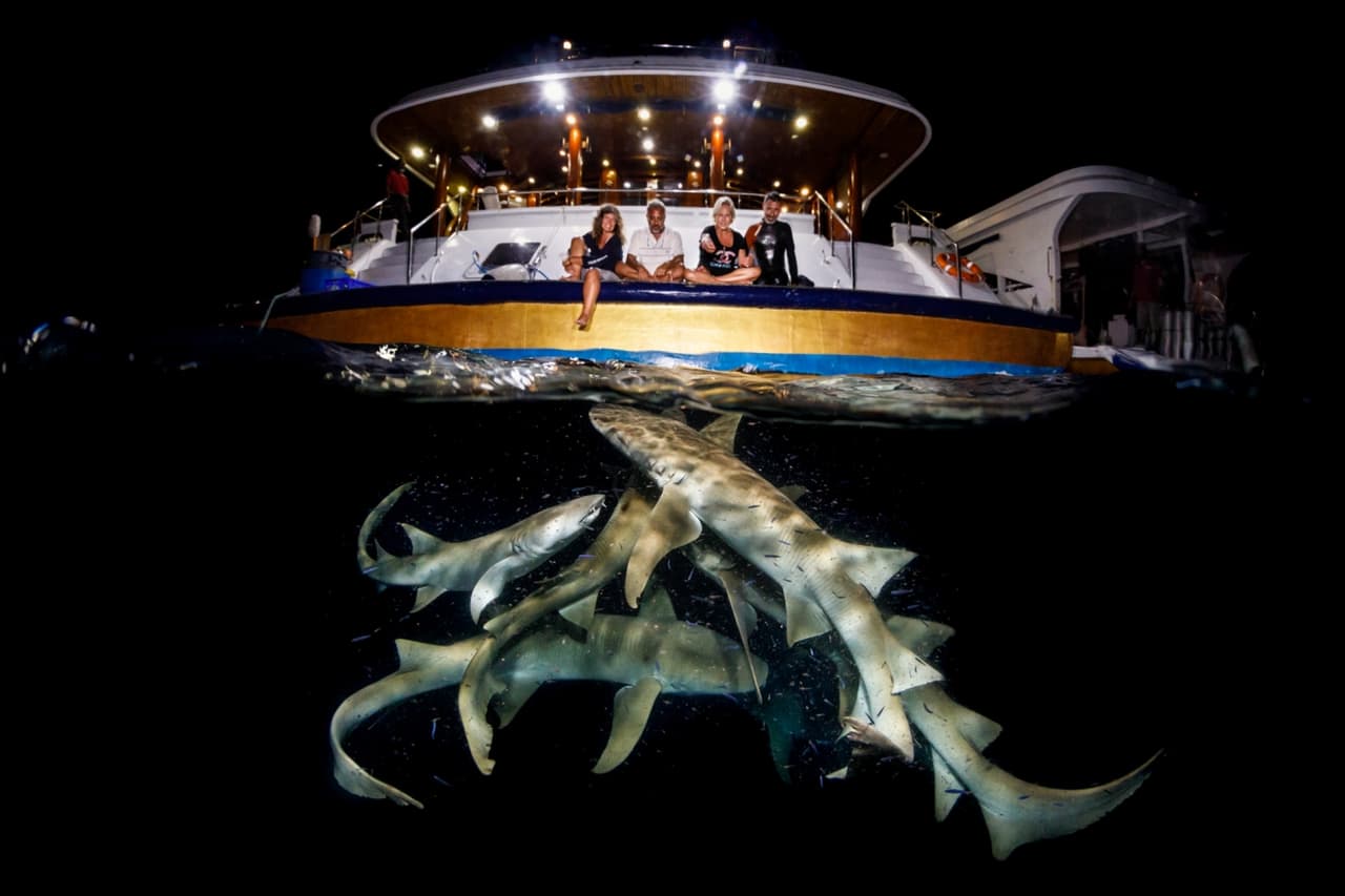 <b>‘Lo que acecha debajo’</b>
<br>
<br>Mención de honor en la categoría ‘viajes y aventuras’. “Antes de lanzar el ancla en una bahía arenosa poco profunda fuimos rodeados por varios tiburones nodriza. Los atrajo los pequeños peces que se alimentan del plancton, que a su vez siguen las luces del barco”, explicó el autor de esta fotografía.