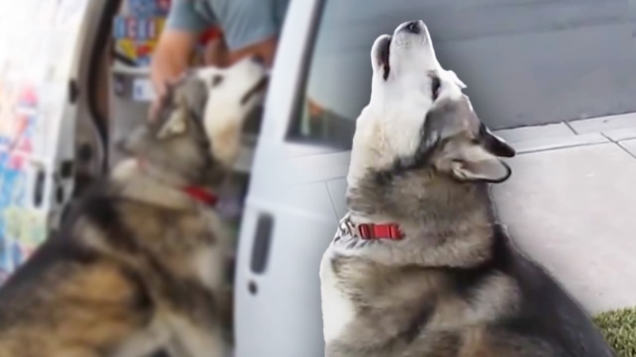 Este husky usa sus aullidos para conseguir helado