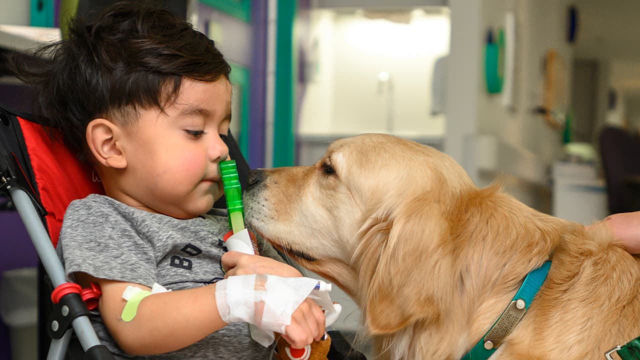 Los perros de 
<a href="https://www.univision.com/local/houston-kxln/medicos-de-houston-investigan-terapia-experimental-contra-el-coronavirus">terapia</a> brindan apoyo a aquellos que enfrentan problemas para hacer frente a una estadía en el hospital, un nuevo diagnóstico o cierto procedimiento médico.