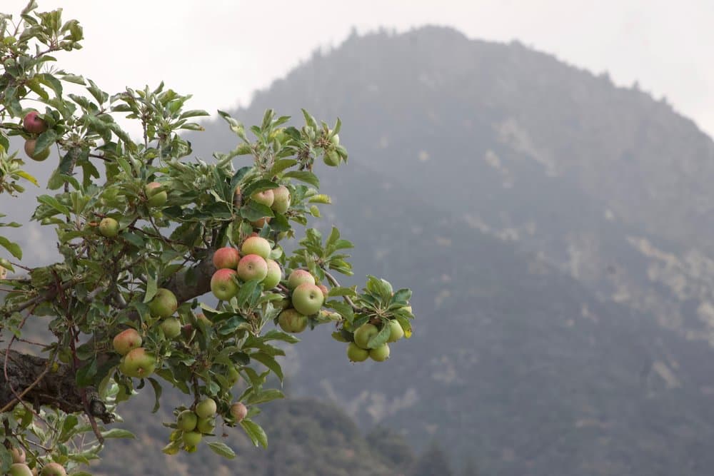 <b>Oak Glen</b>: 1 hora y 30 minutos manejando
<br>Si buscas un destino más campirano, Oak Glen puede ser tu mejor opción. Con granjas, ranchos y campos abiertos, Oak Glen te da un respiro fuera de la vida de ciudad.