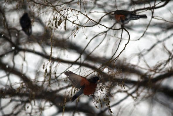 Las aves en los parques de Nueva York también sufren los efectos gélidos de la tormenta.