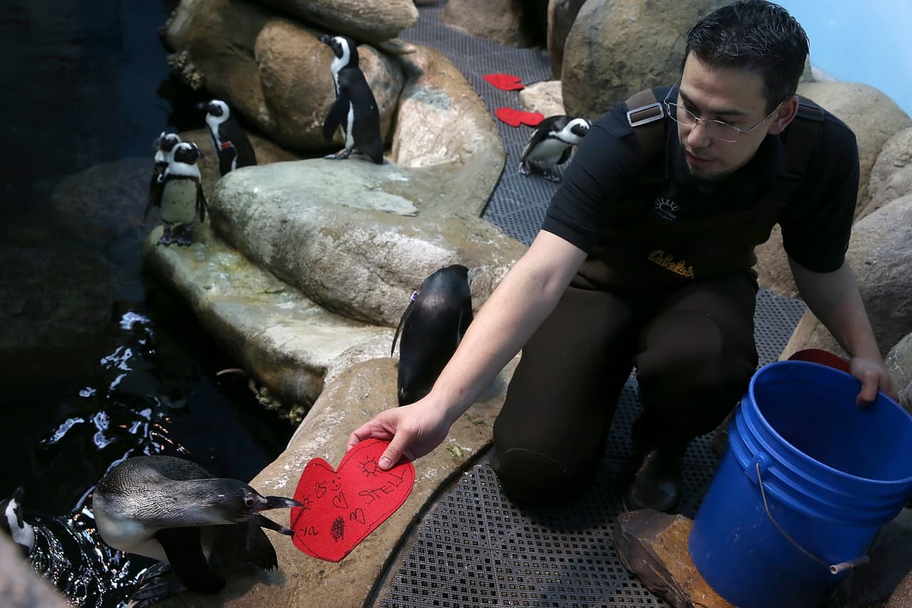 Por lo general, los pingüinos machos son quienes recolectan el material para luego ofrecerlo a las hembras, quienes son las que al final lo colocan en el nido.