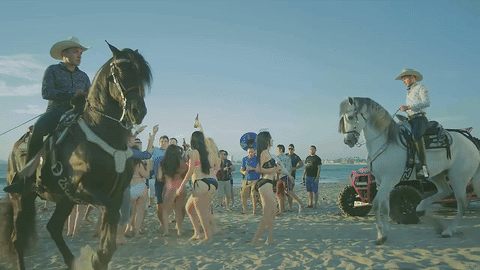 En la playa también se ponen a bailar - hasta los caballos.