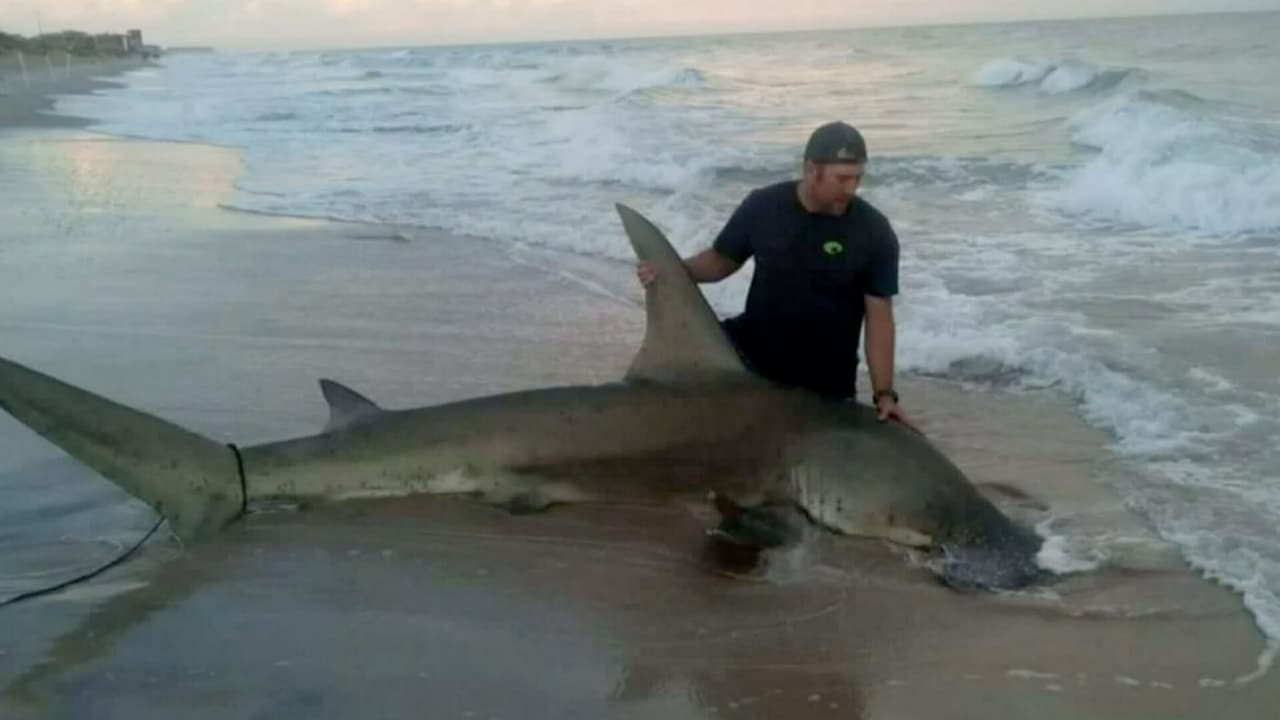 Capturan tiburón martillo de 13 pies de largo en una playa de Carolina del Norte 