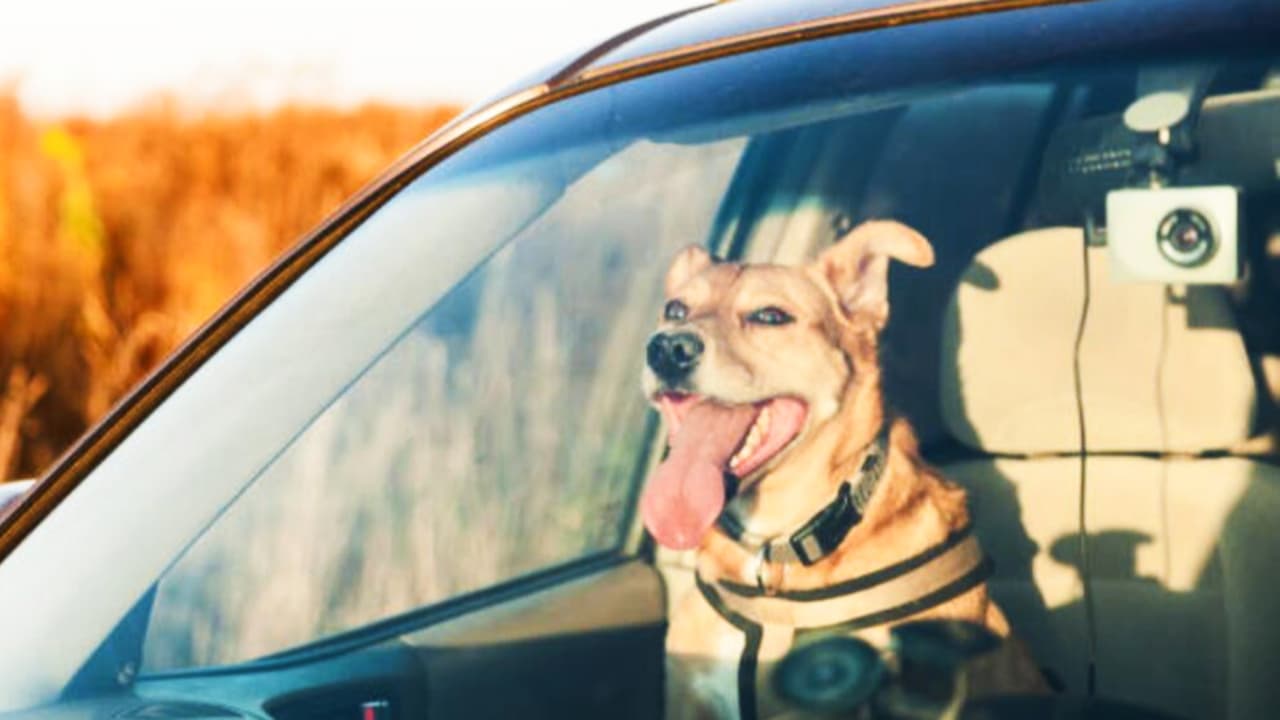 Ante el calor en Chicago, qué pueden hacer los dueños de mascotas para mantenerlos seguros