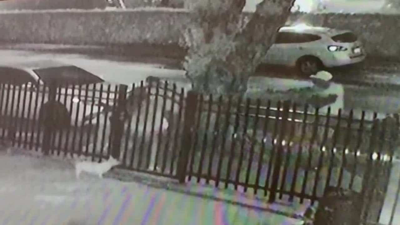 Captado en cámara: balacera entre asaltante y padre que protege a su esposa e hijos 