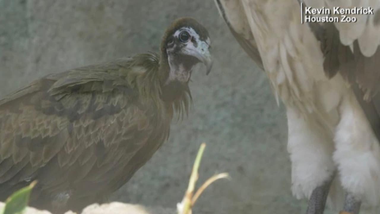 De acuerdo con su versión, un vecino le dijo que él los había matado porque son buenos para curar el cáncer.