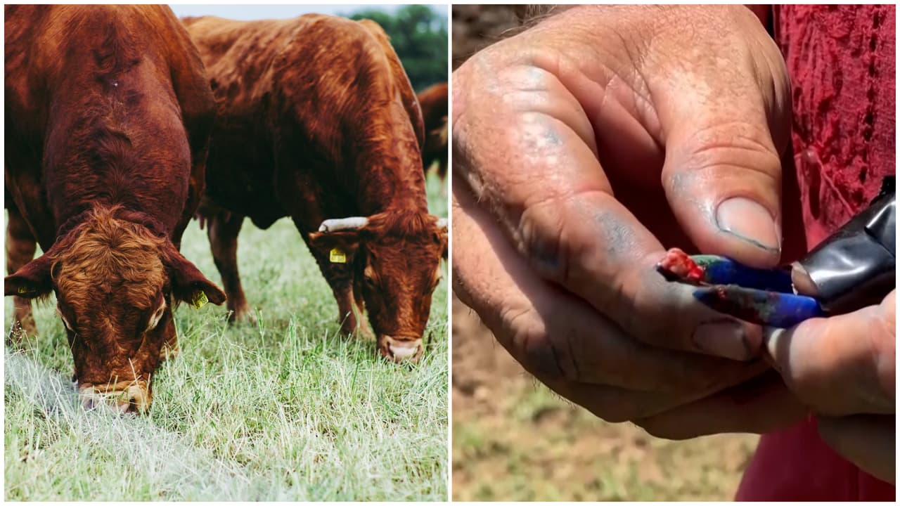 ¿Qué es el gusano barrenador y por qué es temido en Texas?