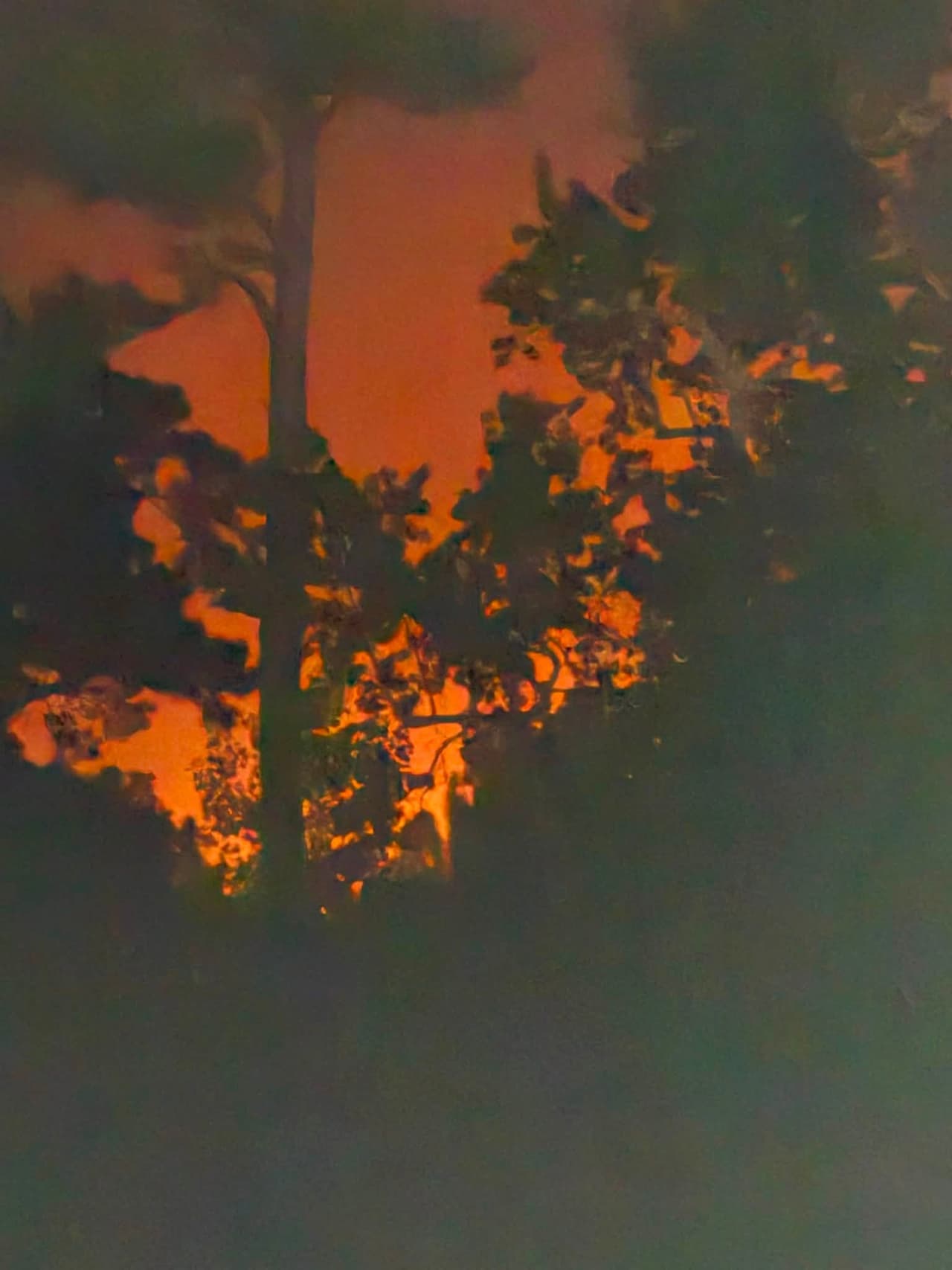 Un incendio forestal que 
<b>comenzó la noche del viernes continúa activo y hasta el momento, solo se ha contenido enun 50%,</b> luego de que el fuego
<b> consumiera 283 acres,</b> de acuerdo con el Servicio Forestal de Carolina del Norte.