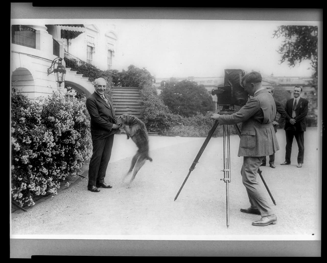 El presidente Warren Harding mientras era fotografiado con su perro 'Laddie Boy'. Este mandatario, quien gobernó entre 1921 y 1923, tuvo dos perros. Woodrow Wilson, su predecesor, tuvo tres y William Talf, anterior a Wilson, tuvo solo uno.