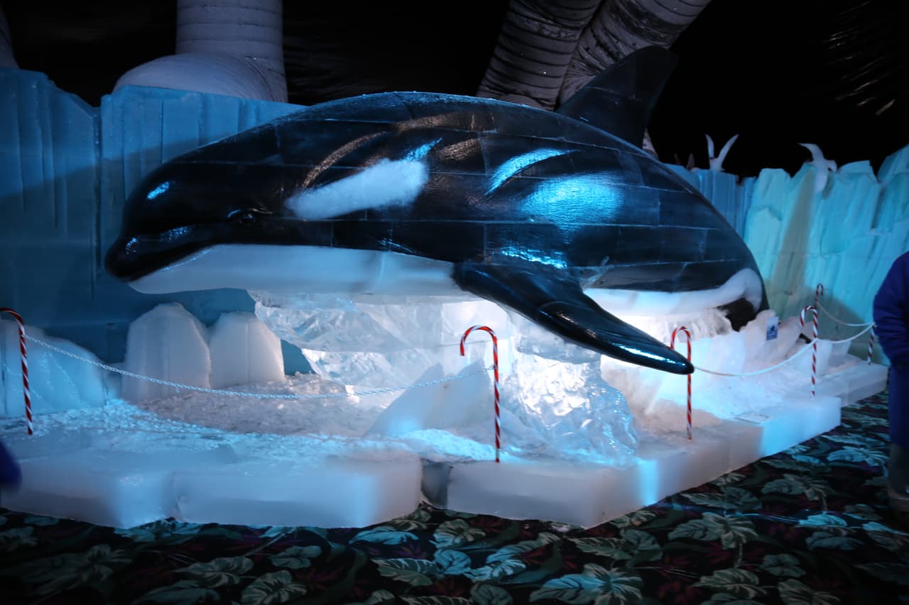 Muy real la escultura de la ballena orca, una especie que pertenece a la familia de delfines oceánicos y puede vivir en una variedad de entornos marinos alrededor del mundo, desde regiones árticas y antárticas hasta mares tropicales.