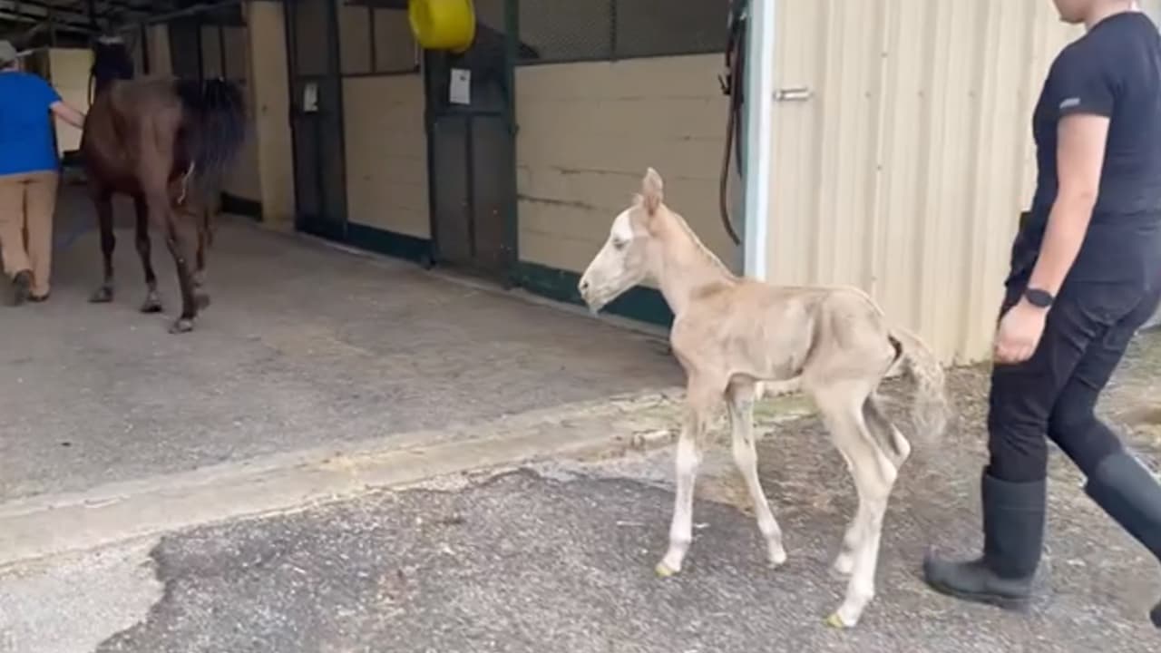 El potro fue atendido de inmediato y estará bajo observación de su salud.