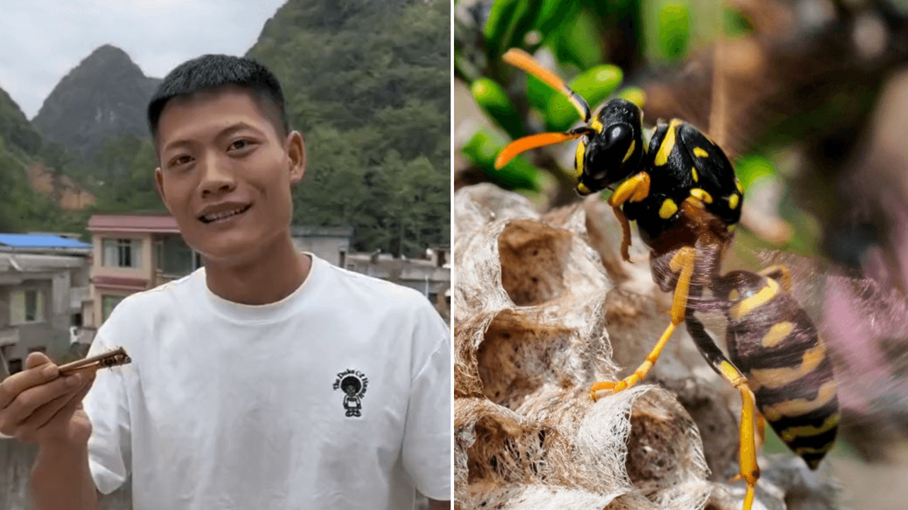 Se comió una avispa viva para cumplir un reto y terminó con la cara desfigurada: video