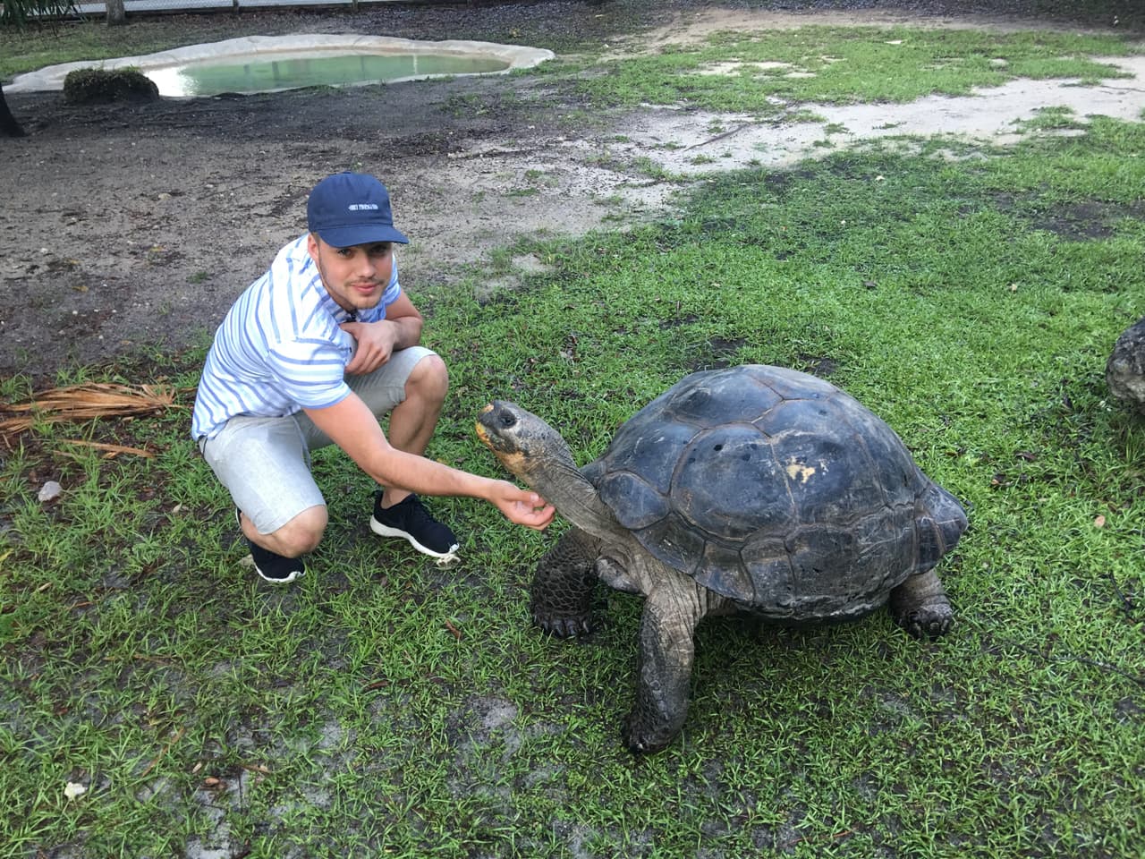 Observar a una tortuga gigante o una tortugas Galápagos, es una experiencia extraordinaria.