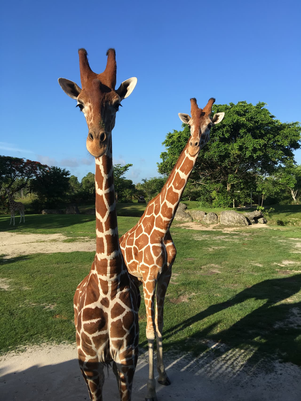 La jirafas del Zoo de Miami son muy dóciles y se roban siempre las miradas de los visitantes.