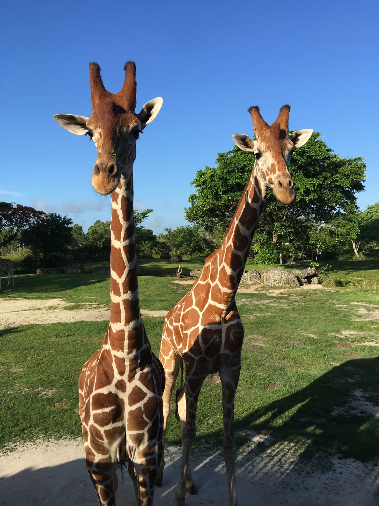 ¡Ternuritas! La jirafa es el animal terrestre más alto que existe.