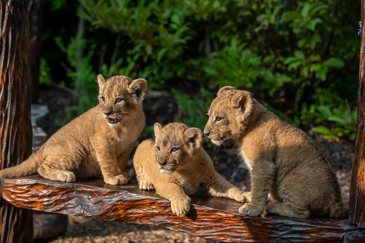 <b>Pittsburgh</b>. Haz de Steel City su destino si deseas que tu semana de vacaciones de primavera esté llena de arte, cultura y emoción. Visita el Museo Andy Warhol para descubrir siete pisos de la obra del icónico artista, o recorra el 
<b><a href="https://www.pittsburghzoo.org/">Zoológico de Pittsburgh</a></b> para ver tigres, rinocerontes, jirafas, osos polares y más.