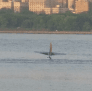 A salvo el piloto del avión de la Segunda Guerra Mundial que se estrelló en el río Hudson