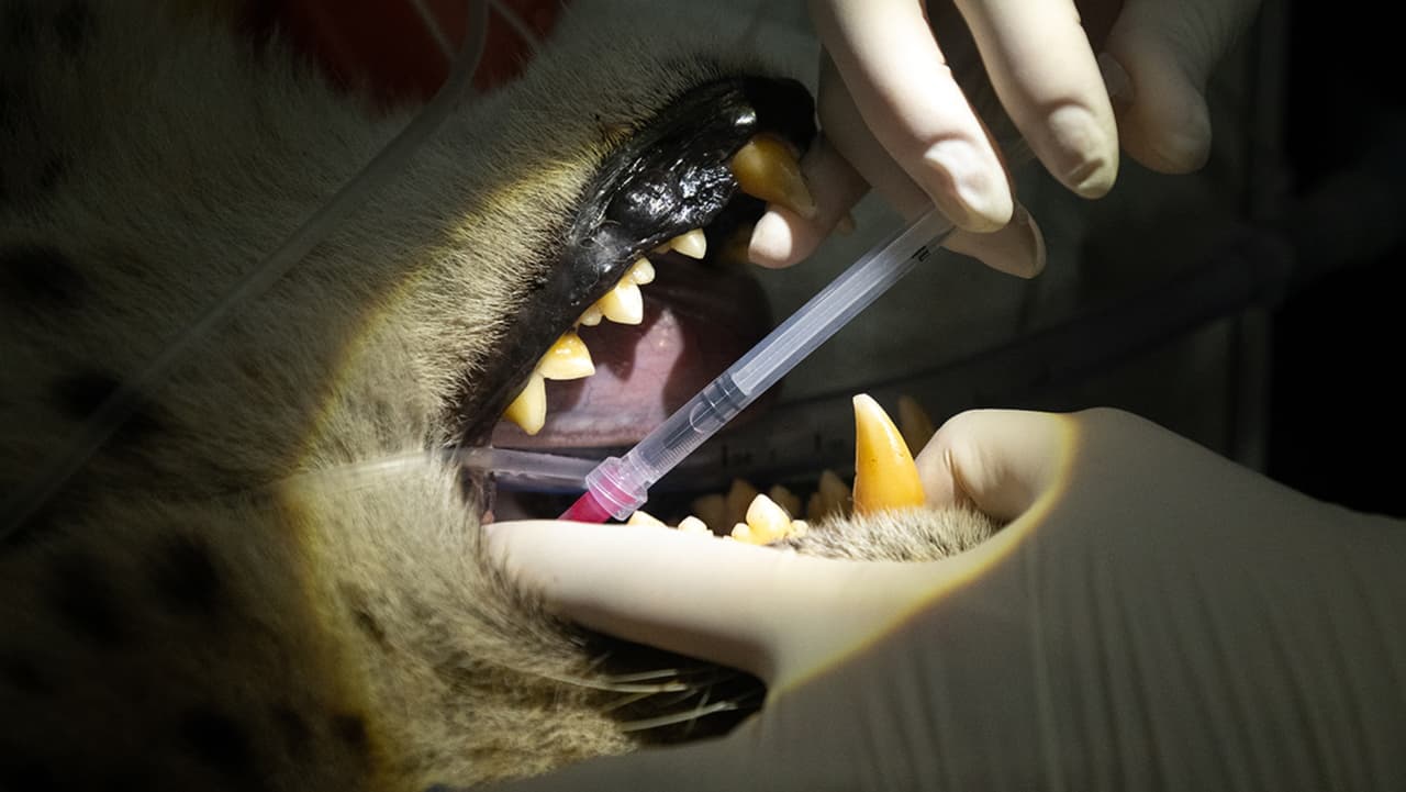 Estos exámenes dentales forman parte del programa de medicina preventiva del Zoológico de Miami.