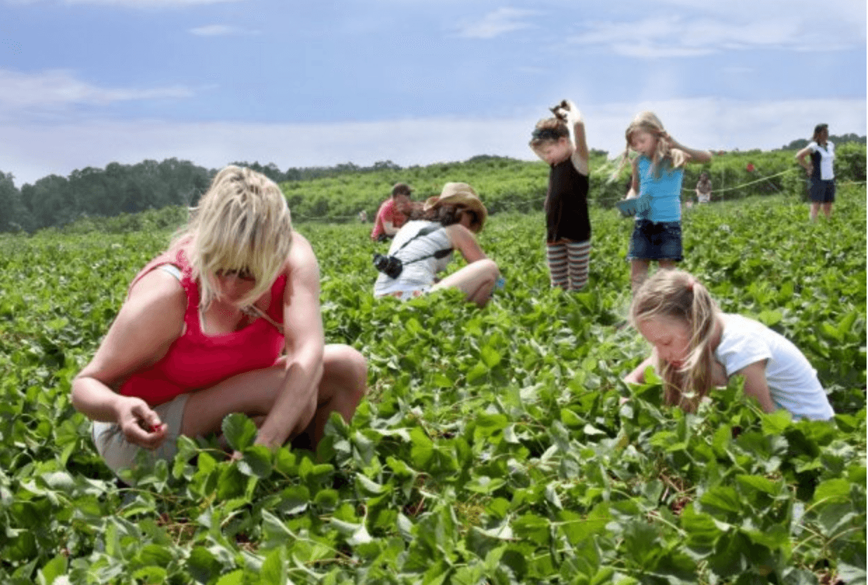 <a href="http://linvilla.com/" target="_blank">Linvilla Orchards: </a>Los huéspedes deben registrarse previamente en el sitio web de Linvilla. La entrada cuesta $ 7 por persona y un litro de fresas está incluido en la tarifa de admisión. Los paseos en carreta hacia los campos siguen todas las pautas de distanciamiento social. Asegúrese de tener suficiente tiempo para explorar el área de juegos, los animales, los paseos en pony, los paseos en tren y todo el resto de la diversión que Linvilla tiene para ofrecer. Los paseos en pony están disponibles los sábados y domingos, y los viajes en tren operan solo los sábados. 📍137 W Knowlton Rd, Media, PA 19063.