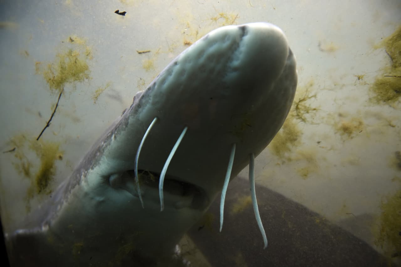 Niña de 5 años muere por golpe de un esturión