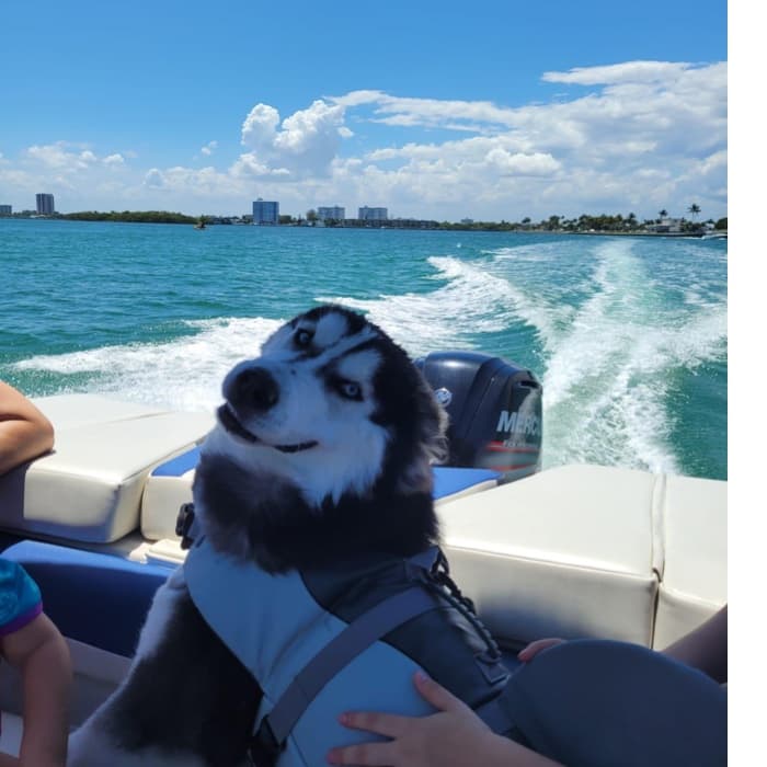 "Esto fue un día de paseo familiar por Haulover, Miami, y la cara de felicidad de Rocky quedó para la historia", nos cuenta Darwin Ordonez.