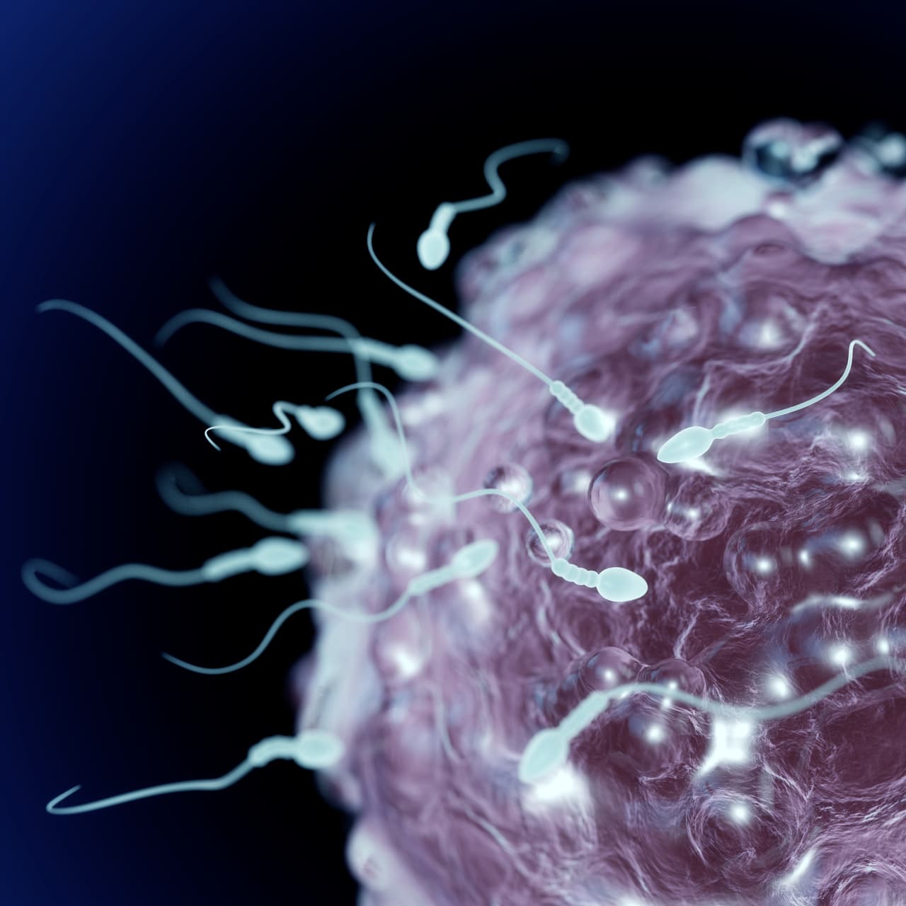 <b>La edad no afecta la fertilidad masculina: falso</b>. Estudios científicos han demostrado que la calidad del esperma disminuye después de los 40 años, lo que puede dificultar la concepción e incluso influir en el desarrollo de problemas genético en el feto.