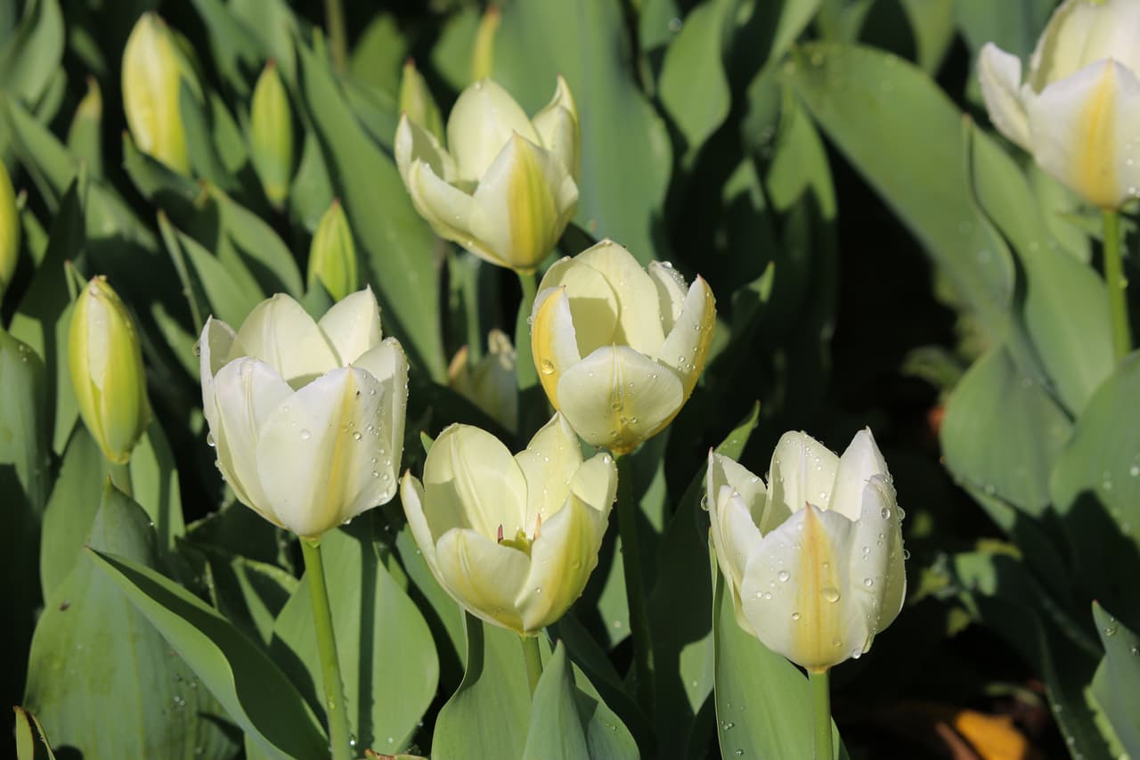 Aseguran que “marzo es el mejor momento para atrapar tulipamania en Descanso Gardens”.
