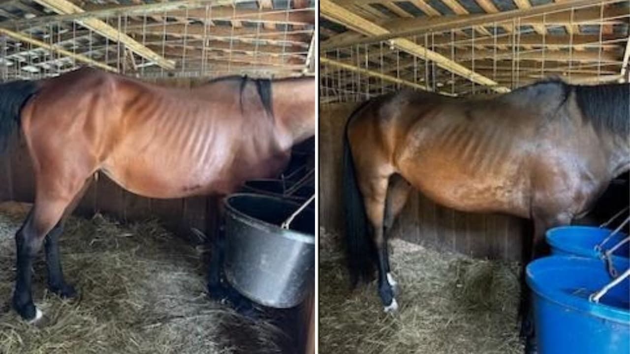 11 caballos incautados