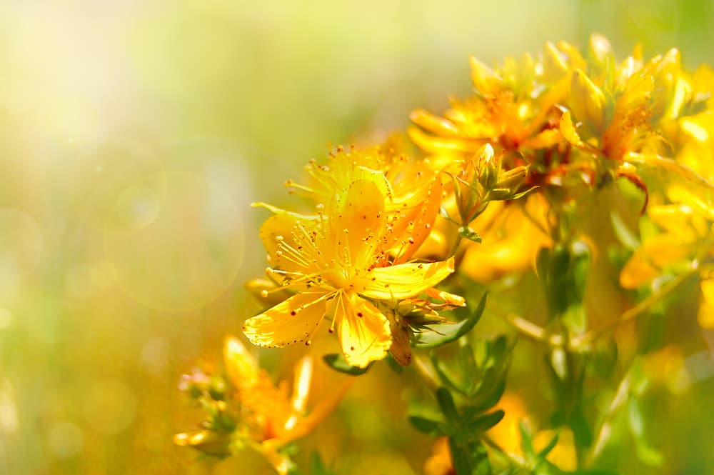 No obstante, particularmente viene porque desde la noche de San Juan, y el solsticio de verano, la planta florece y así se mantiene todo el verano, hasta bien entrado el otoño, por lo que es la época ideal para recolectarlas.