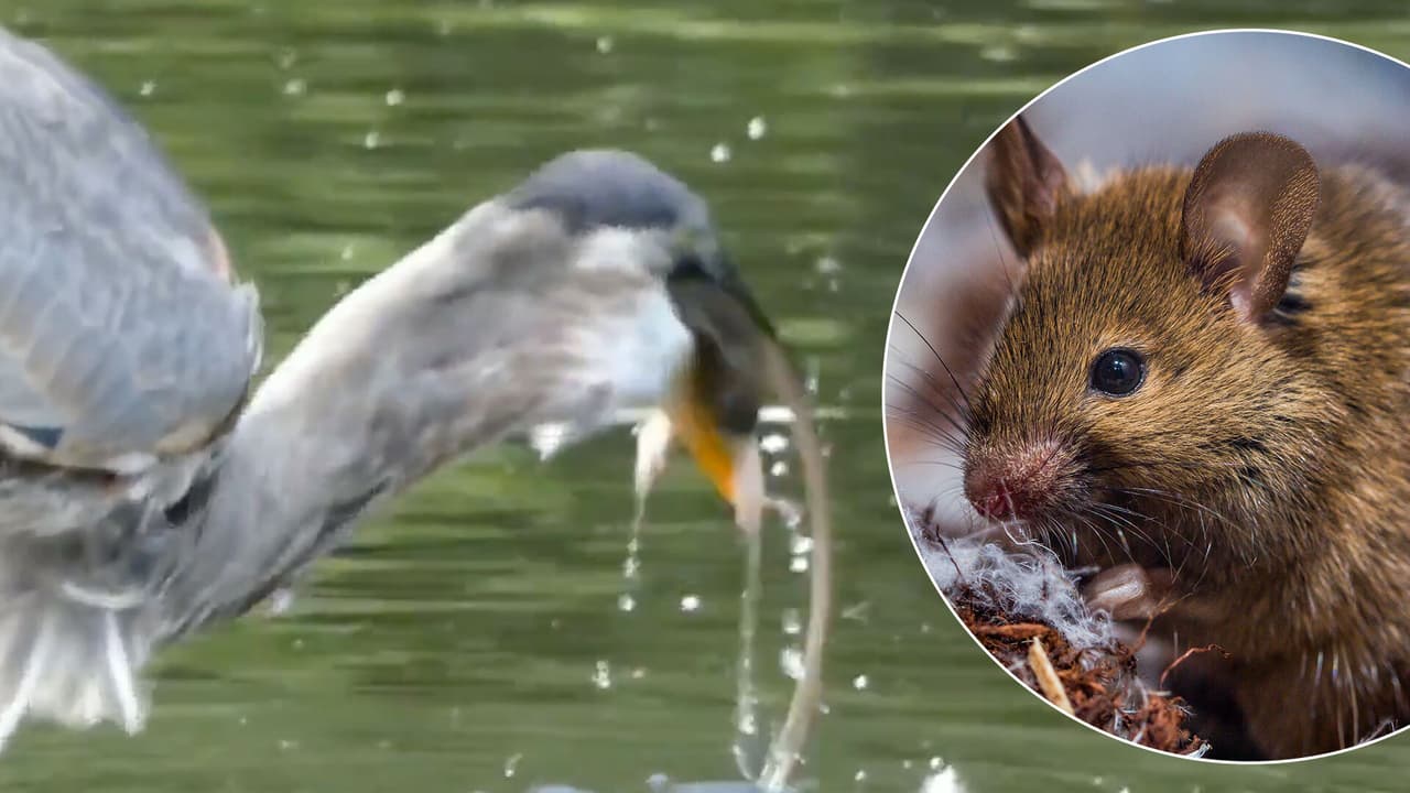 Sorprenden a garza devorando una rata muerta en Central Park 